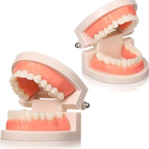 NALACAL 2pcs Dental Teaching Model