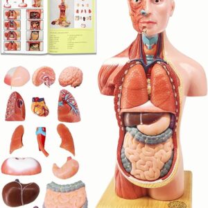 EVOTECH 15pcs Kids Anatomy Model