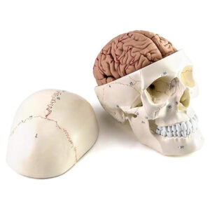 QWORK Human Skull & Brain Model