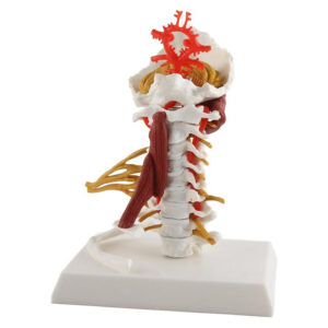Human Cervical Spine Model