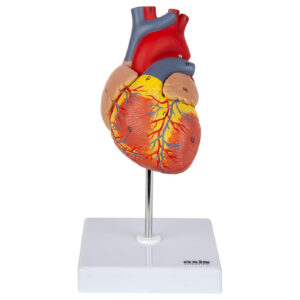 Axis Scientific 2-Part Heart Model